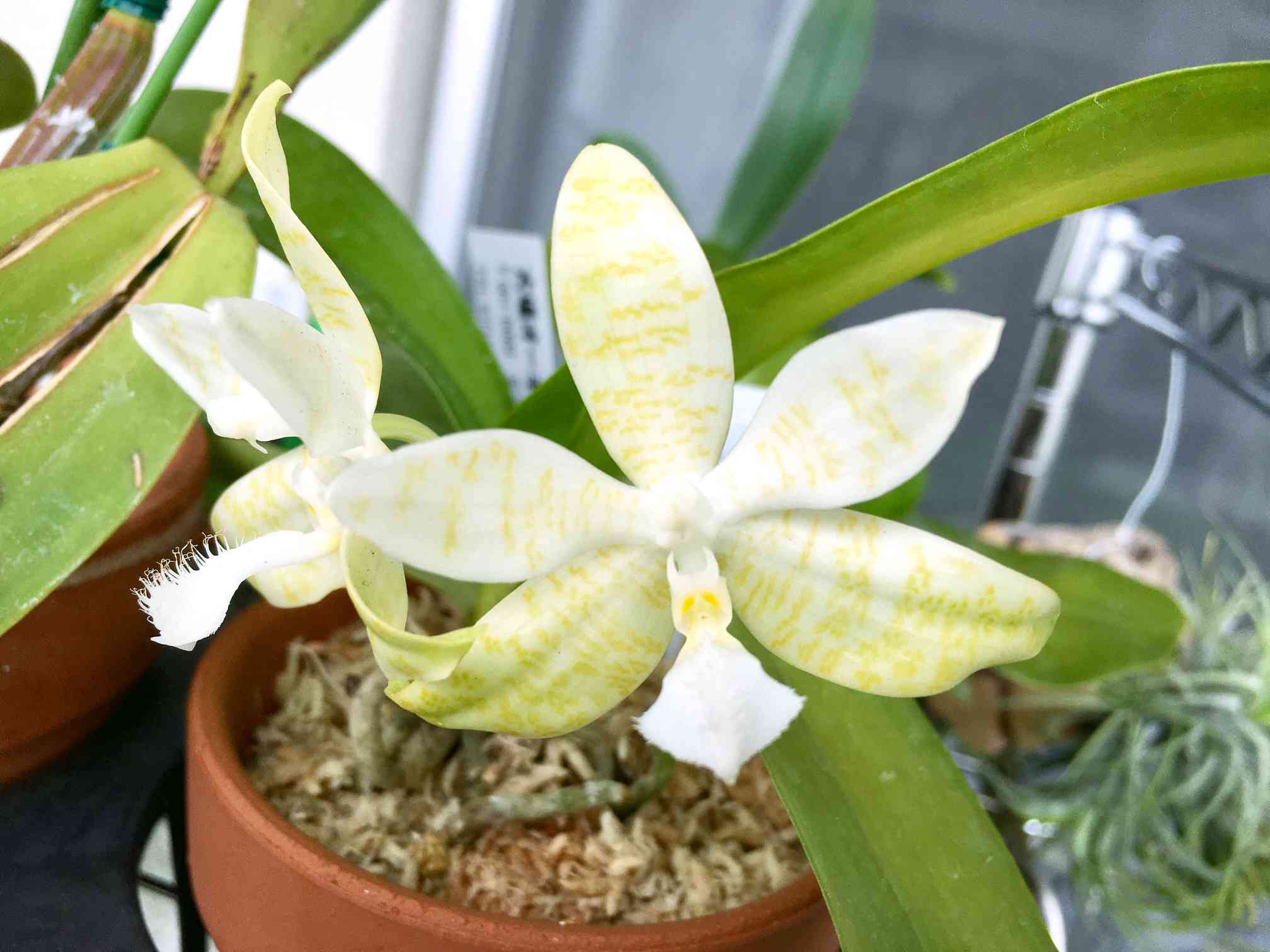 ファレノプシス ヒエログリフィカの一覧｜🍀GreenSnap（グリーンスナップ）