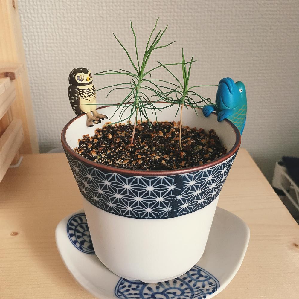 黒松の投稿画像 By マツコさん 盆栽キットと植物のある暮らしと実生 17月10月3日 Greensnap グリーンスナップ