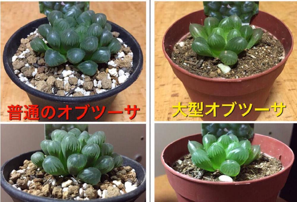 オブツーサの投稿画像 By ここあさん 大型オブツーサと多肉植物と軟葉系ハオルチアとオブツーサ とハオルチア 属と多肉超超初心者とカクトロコと癒しとオブツーサ比較とハオルチア超初心者とhaworthia ハオルチア ハオルシアとハオルシア属 と美しいと綺麗と ハオルチア