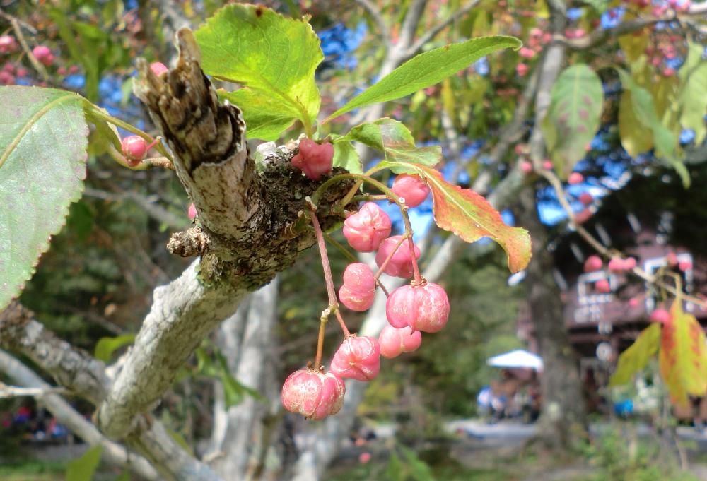 マユミの投稿画像 By Ottappoさん 自然と樹木と山の花と木の実 17月10月3日 Greensnap グリーンスナップ