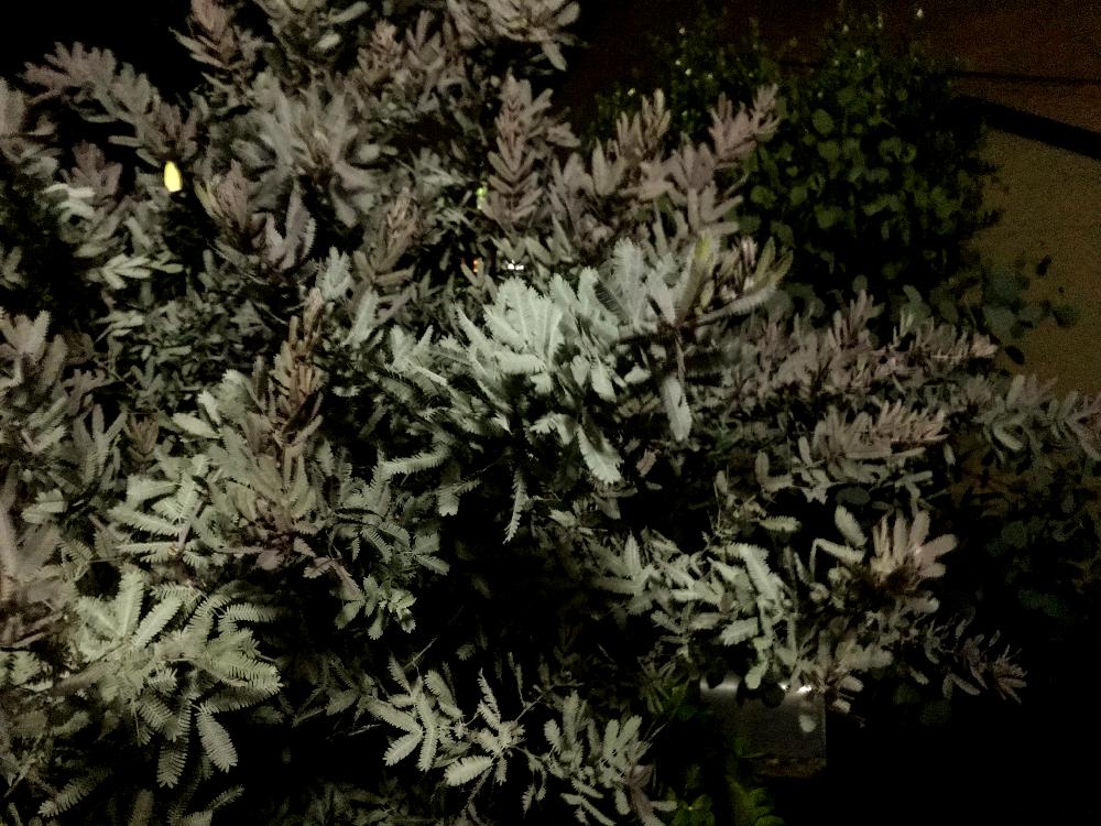 ミモザの投稿画像 By Katusmi さん ユーカリ ポポラスと夜ﾊﾟｼｬｯ Sp W と癒しと小さな幸せ とマイガーデンと緑のある暮らし 17月10月3日 Greensnap グリーンスナップ