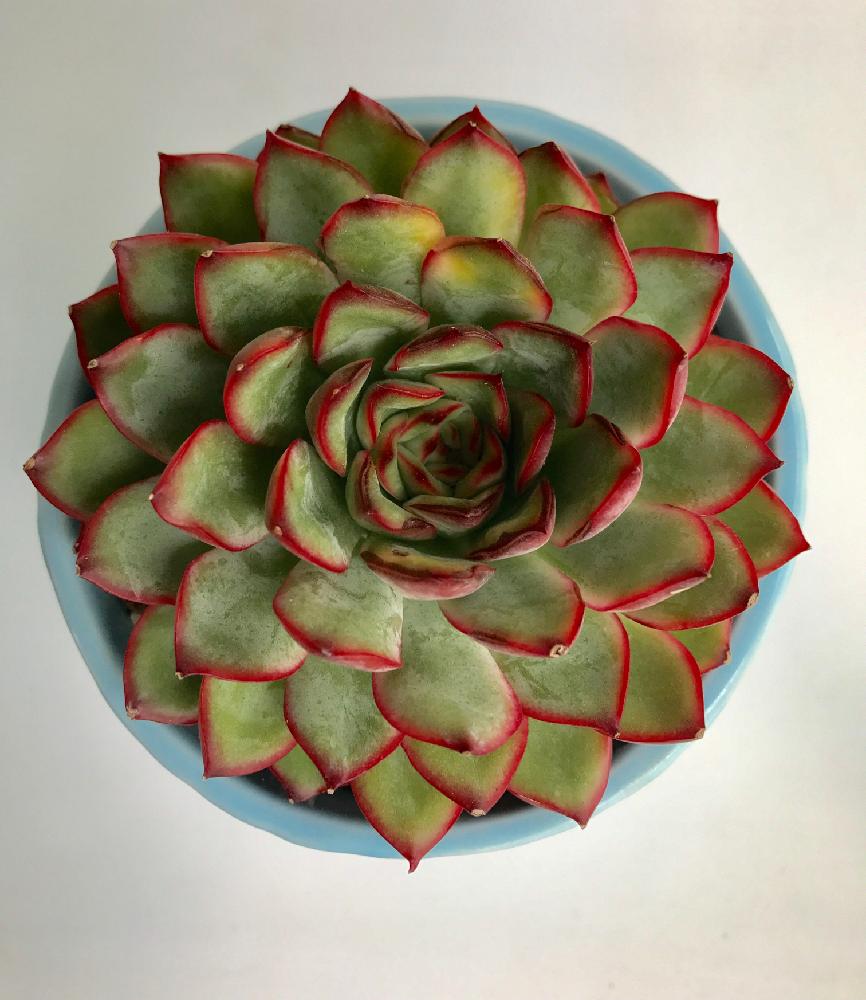 紅葉 花うららの投稿画像 By Mi3さん 南向きと花うらら と花うらら と紅葉多肉 と花うらら と紅葉する多肉と綺麗な紅葉 と北海道タニラーと夢の南向きで葉焼けしちゃったと多肉植物の紅葉と夢の南向きと花麗斑入り 17月10月4日 Greensnap グリーン