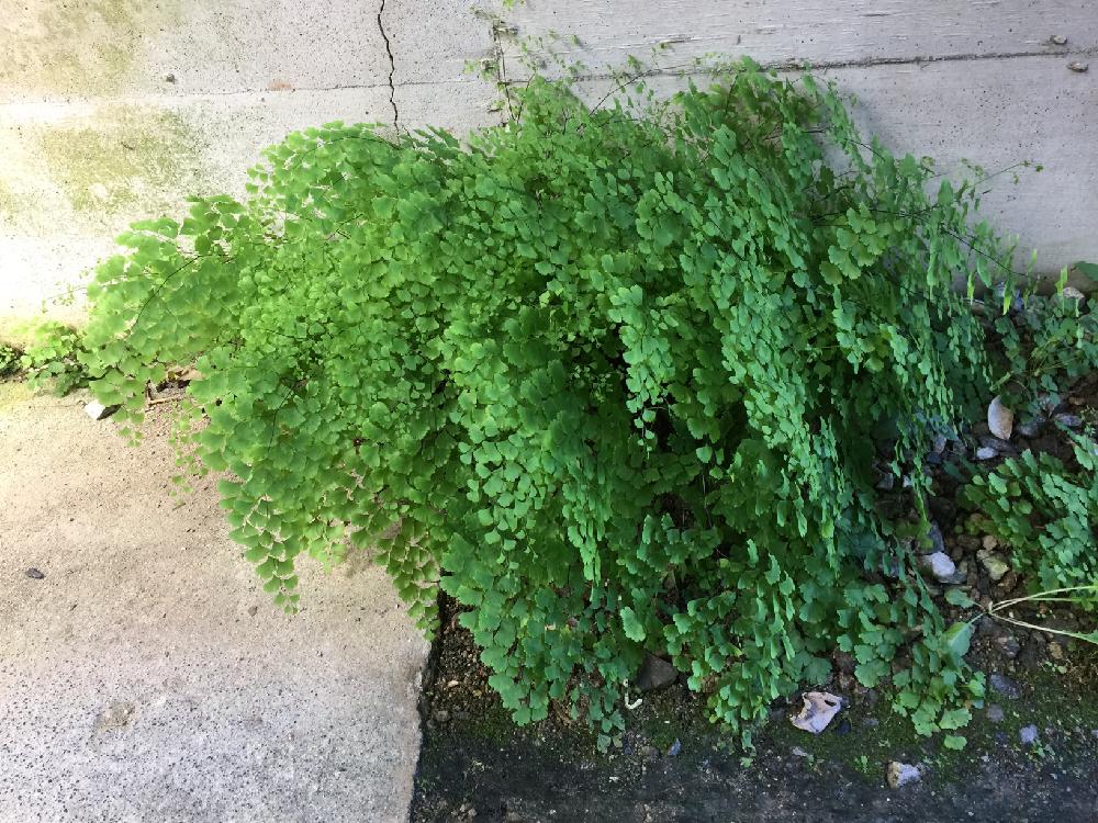 アジアンタムの投稿画像 By アマリリスさん 緑の葉っぱ 17月10月4日 Greensnap グリーンスナップ