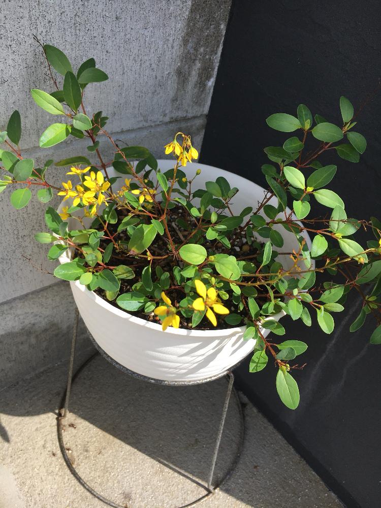 コウシュンカツラ Greensnap グリーンスナップ