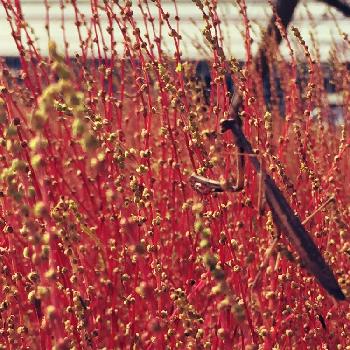 カマキリちゃんの画像 by まゆみさん | お出かけ先とコキア♡とカマキリちゃんと掛川花鳥園と赤く染まるとあと少しと鮮やか✨