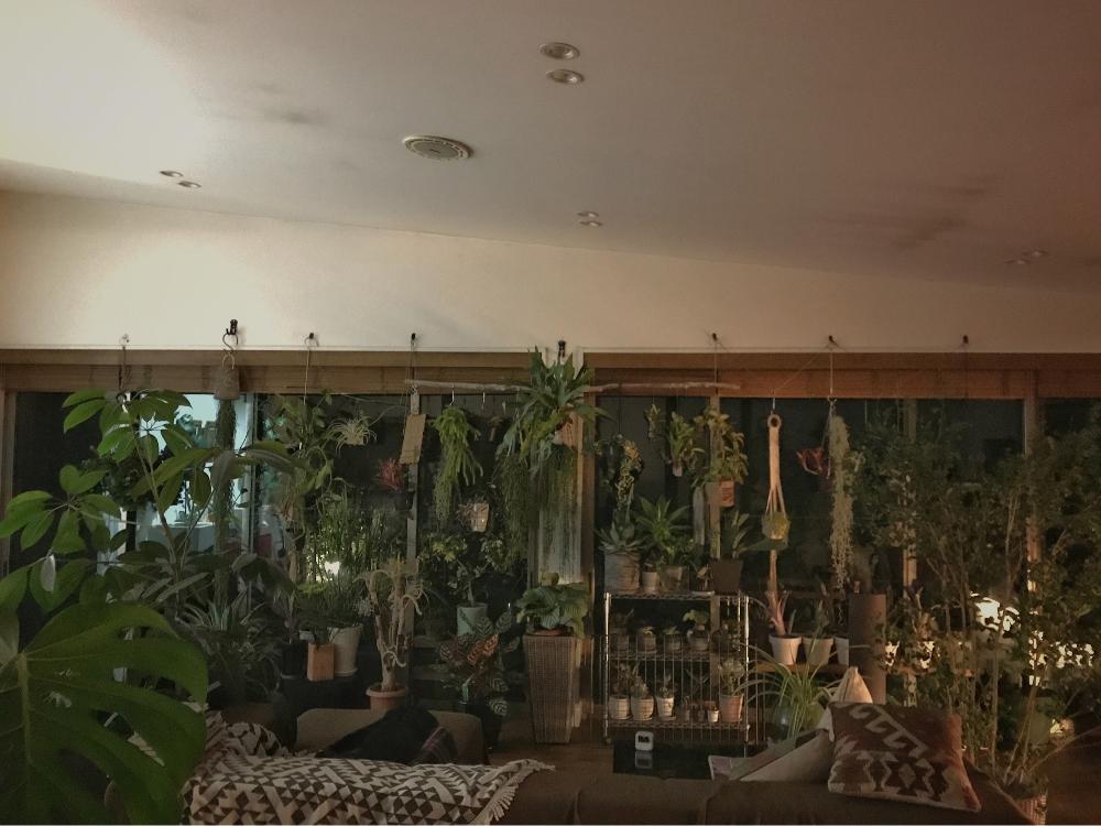 窓辺の植物たちの投稿画像 By Ringoさん 吊り下げと室内避難と今日の一枚と冬支度とリビング窓辺と室内管理 17月10月4日 Greensnap グリーンスナップ