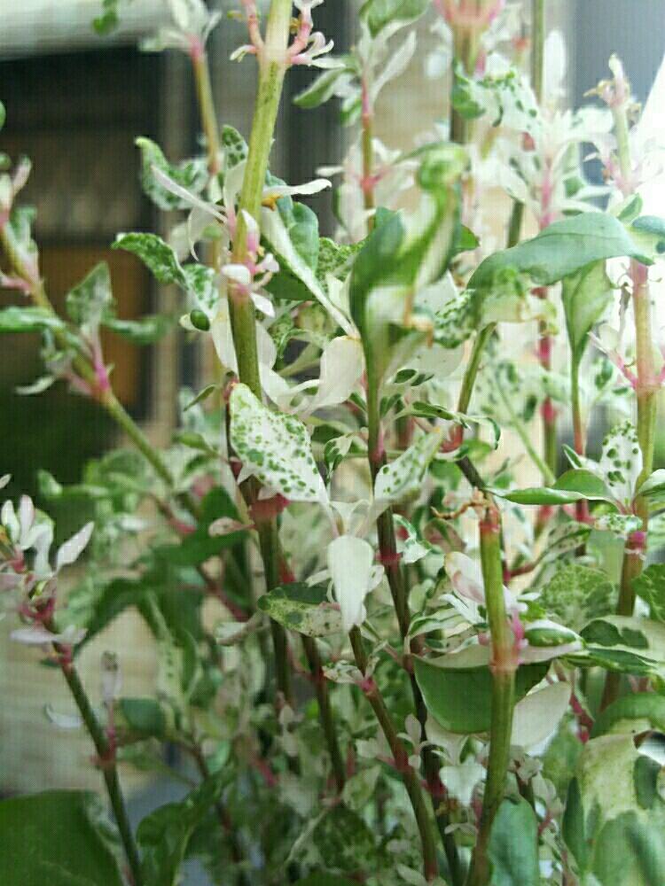 アルテルナンテラの投稿画像 By Succulent So Cute さん アルテルナンテラ エンジェルレースと植物のある暮らしとボタニカルライフとgsタイムは至福の時間とチーム大阪とno Green No Lifeとgs影響とヒユ科と葉っぱが可愛らしいと常緑多年草とチームグリーンと