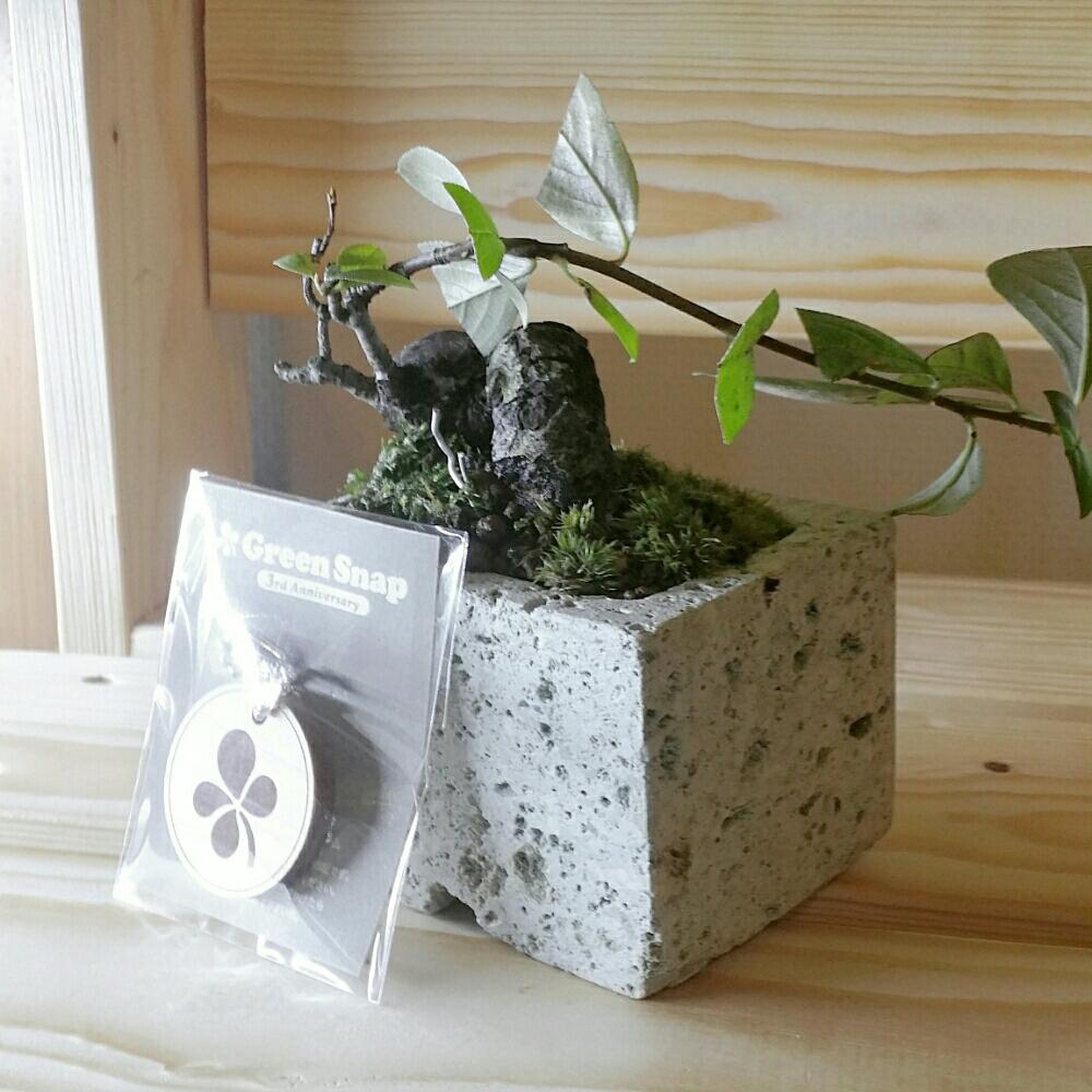 西洋カマツカの投稿画像 By Fujimaxさん ｇｓオリジナルチャームと大谷石と 盆栽 コンテストと植え替えと盆栽素材と小品盆栽と盆栽 17月10月4日 Greensnap グリーンスナップ