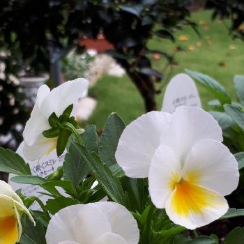 白の魅力❤の画像 by りみさん | 広い庭とキュンキュン乙女倶楽部とガラス大好き♥と白の魅力❤とよく咲くスミレ♡とお庭のお花とB型とキレイ☆と外の鉢花と可愛いお花達