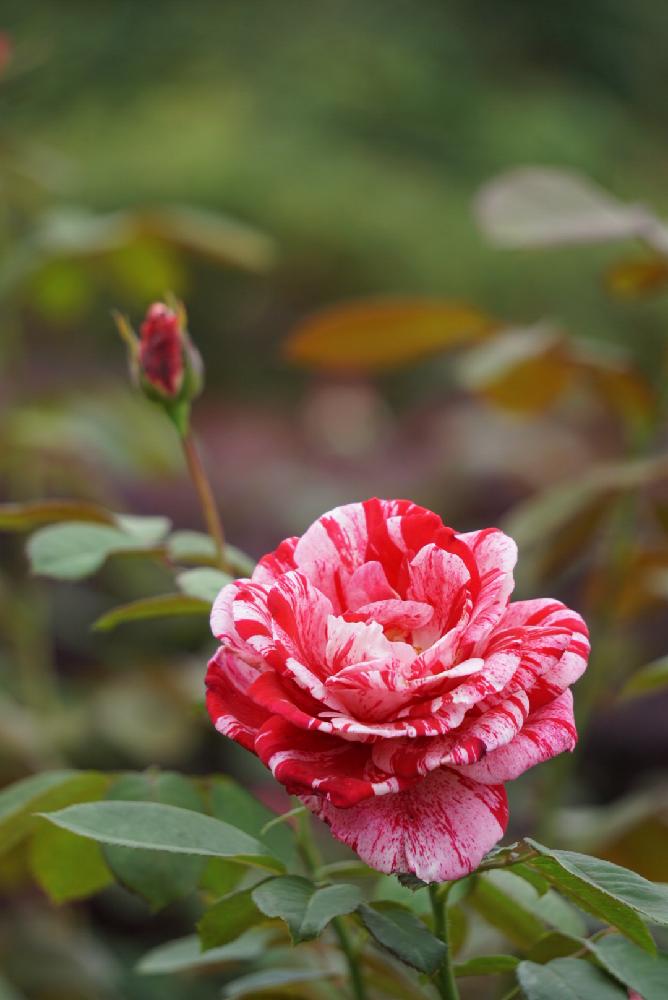 薔薇の季節の投稿画像 By Kurumiさん 季節の花と 珍しいと名前を教えてくださいと 蕾フェチと薔薇の花 17月10月5日 Greensnap グリーンスナップ