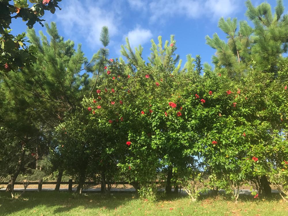 ハイビスカスの投稿画像 By ぷ にゃん さん 公園で見かける花と沖縄でよく見かける植物とハイビスカス Hibiscusと公園で見かける木と近所に咲いてます 17月10月5日 Greensnap グリーンスナップ