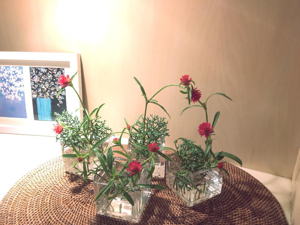 センニチコウ ストロベリーフィールドの投稿画像 By レンレンさん 沖縄と今日の一枚と今日のお花とフラワーアレンジメントとガーデニングと花のある暮らしとお庭 17月10月5日 Greensnap グリーンスナップ