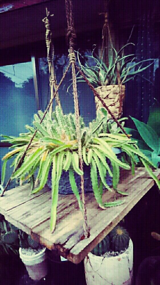 ドラゴンフルーツの投稿画像 By エリアさん テラスとハンキングとジャンクとジャングルとハンキングとジャンクとジャングル 17月10月6日 Greensnap グリーンスナップ Greensnap グリーンスナップ