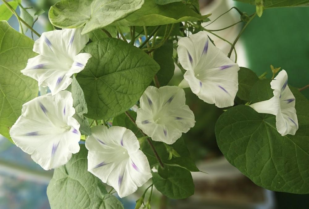 スマホ撮影の投稿画像 By ピッチさん 西洋あさがお ミルキーウェイのタネとギネス記録 と西洋あさがおミルキーウェイと西洋あさがお とギネスブック申請と アサガオとアウトドアリビング 17月10月6日 Greensnap グリーンスナップ