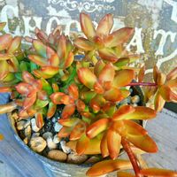 銘月,多肉植物,小さな庭の画像