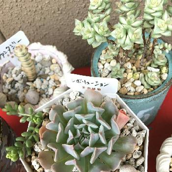 高額多肉の投稿画像一覧 Greensnap グリーンスナップ