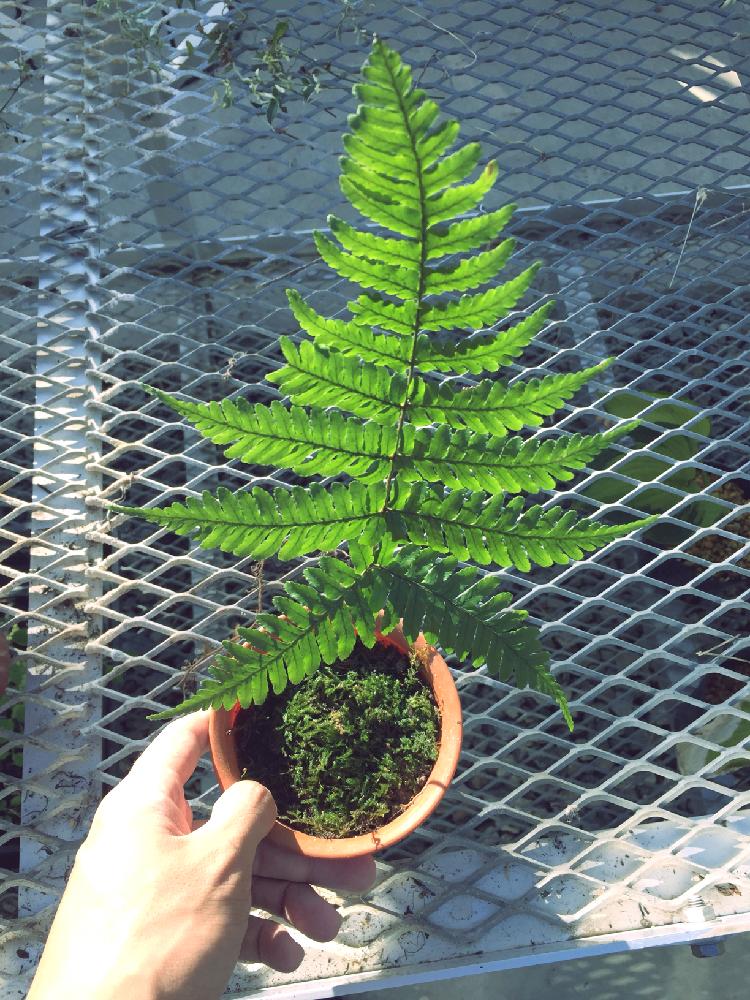 ベニシダの投稿画像 By 根っこさん インテリアと温室とシダ植物とdryopteris Erythrosoraと温室とシダ植物 17月10月7日 Greensnap グリーンスナップ Greensnap グリーンスナップ