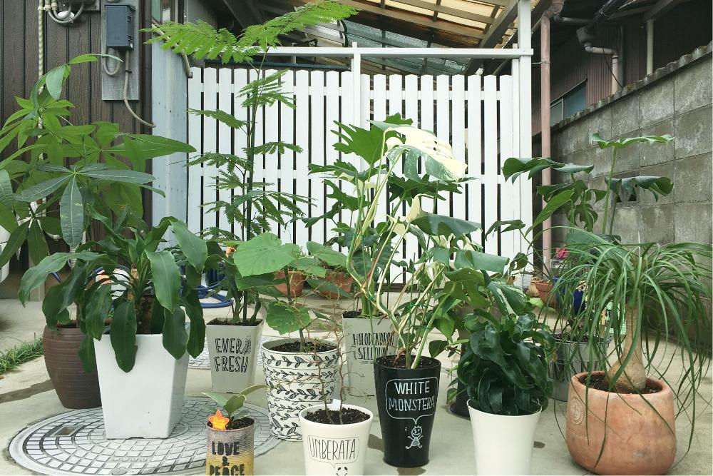 観葉植物の投稿画像 By ティナさん 水やり後と植中毒と今日の一枚とジャングルみたい 17月10月7日 Greensnap グリーンスナップ