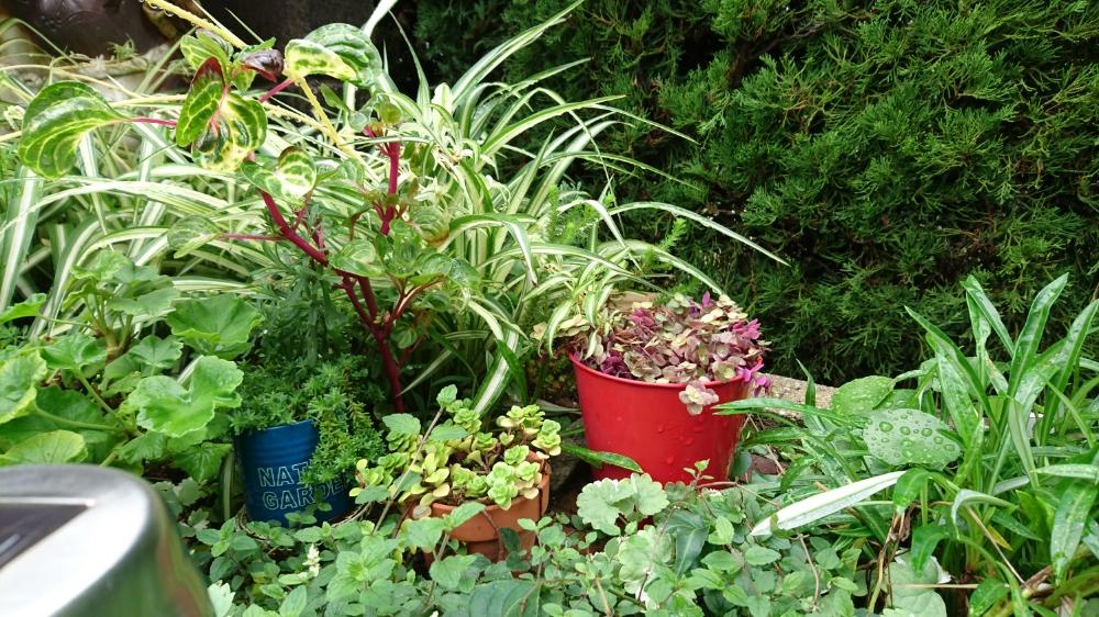 オリヅルランの投稿画像 By Kawokawoさん ゼラニウムとカリシアとイレシネと庭なし手作り花壇と植物のある暮らし 17月10月7日 Greensnap グリーンスナップ
