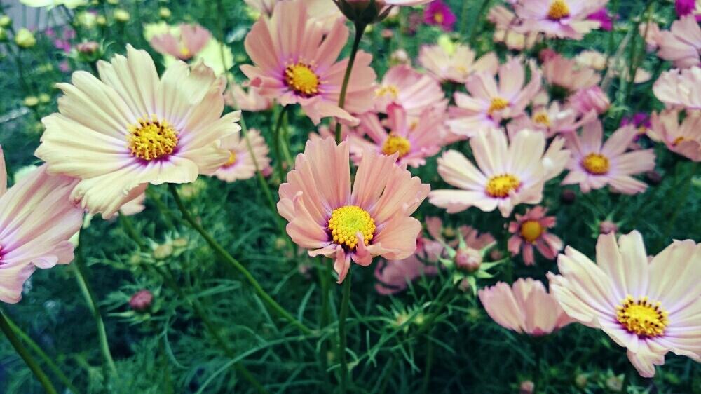 コスモス オレンジキャンパスの投稿画像 By Waraさん 本日入荷 と開花中と山の上の花屋と職場と植中毒とかわいい花 17月10月7日 Greensnap グリーンスナップ