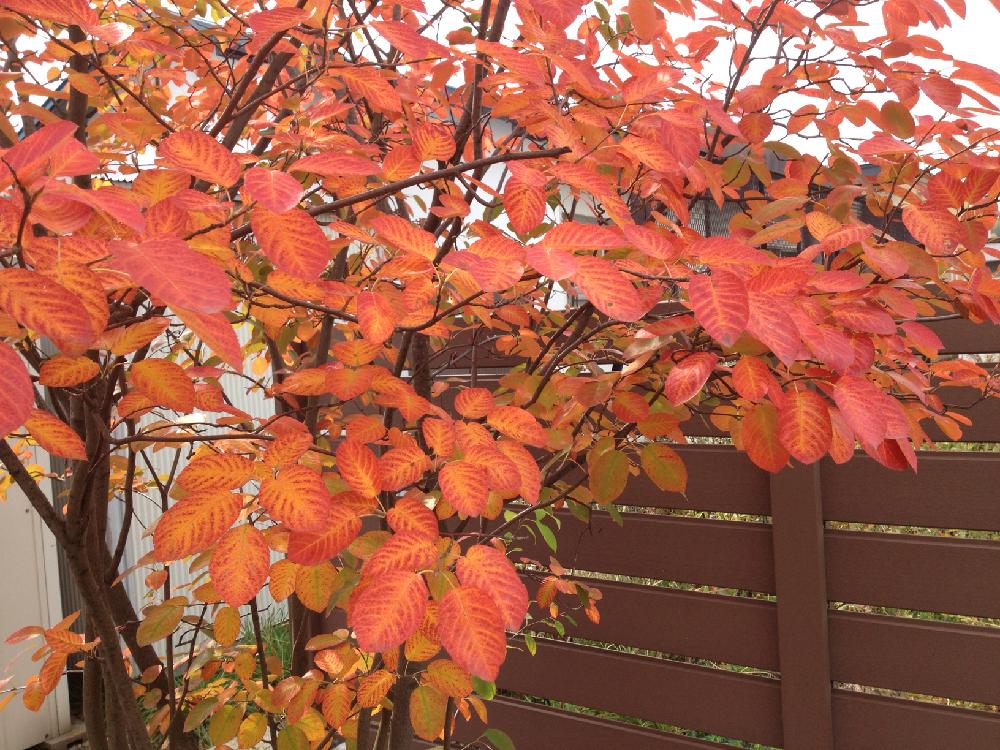 ジューンベリーの投稿画像 By Cloverさん ガーデニングと今日のお庭と北海道と秋色と紅葉 こうよう と 紅葉 コンテスト 17月10月8日 Greensnap グリーンスナップ
