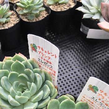 宮崎園芸の投稿画像一覧 Greensnap グリーンスナップ