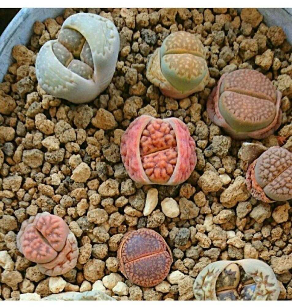 廃盤 THE GENUS LITHOPS 生ける宝石リトープス 島田保彦 群仙園 ※限定