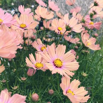 コスモス オレンジキャンパスの投稿画像一覧 Greensnap グリーンスナップ