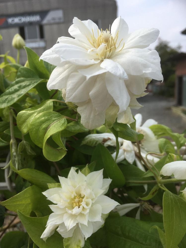 白いはなの投稿画像 By たまみさん 大きい花と元気な花 17月10月8日 Greensnap グリーンスナップ