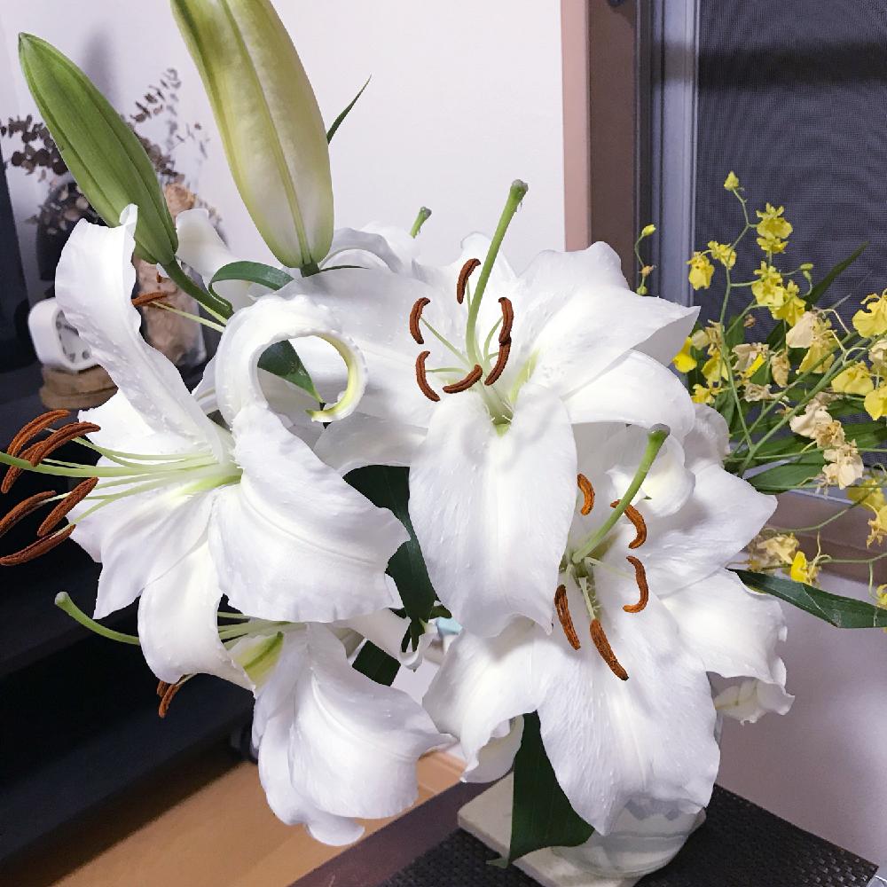 カサブランカの投稿画像 By Kiiniiさん 花瓶と花のある暮らし 17月10月8日 Greensnap グリーンスナップ