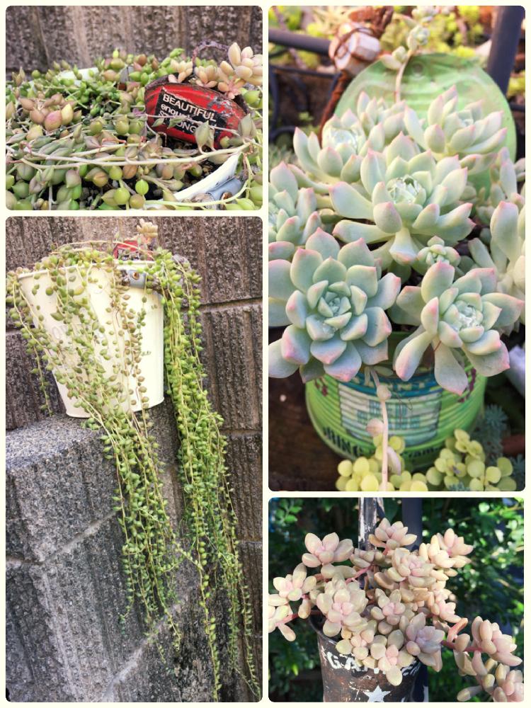 多肉植物の投稿画像 By あかりさん ぼっけー自慢とグリネと岡山県支部no 6と多肉のある暮らしと プロリフェラと多肉女子と岡山県支部と姫秀麗 と 多肉植物の紅葉とお題picと強いエケベリア 17月10月8日 Greensnap グリーンスナップ