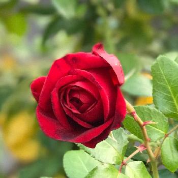 たくましいやつの画像 by 松ぼっくりさん | バルコニー/ベランダと素敵なバラとタフだね！と真っ赤なバラと大好きとたくましいやつときれいとうれしい！と鉢植えと花のある暮らしと秋の花