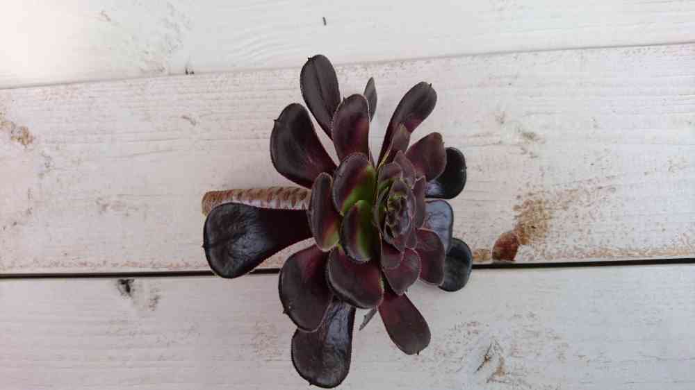 黒法師｜🍀GreenSnap（グリーンスナップ）