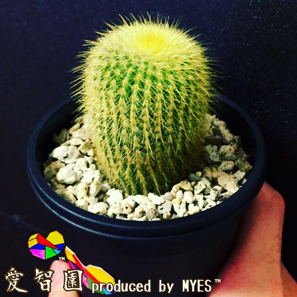 金晃丸の投稿画像 By 愛智園 Produced By Myes さん 愛智園と多肉植物とサボテン科と男前植物とサボテンさんとサボテン と 金晃丸と植中毒とノトカクタス 金晃丸とタニラーと花のある暮らしとサボテンの花とエリオカクタスとアウトドアリビングとmyes と男前と