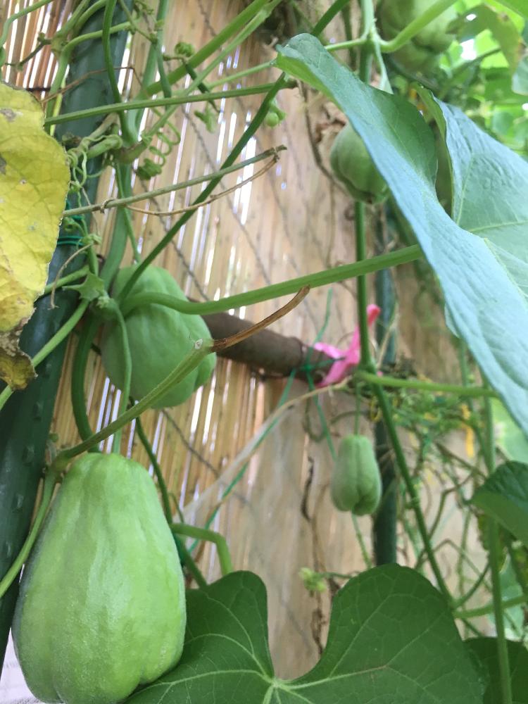 ハヤトウリの投稿画像 By Mr マーさん 小さな庭とiphone6sと自家栽培の野菜達とiphone6sと自家栽培の野菜達 17月10月9日 Greensnap グリーンスナップ Greensnap グリーンスナップ