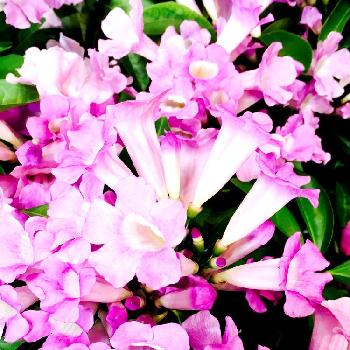 ニンニクカズラ♪の画像 by カインズさん | インテリアとピンクの花とかわいい♡とニンニクの匂いと面白い花とニンニクカズラ♪と植中毒とピンクとくちゃいと可愛いと花のある暮らしとカインズ浦和美園店とガーリックバイン☆とカインズホーム
