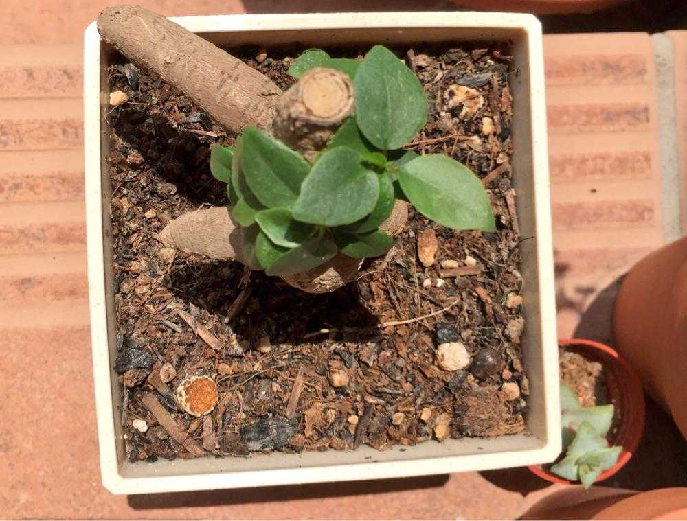 ガジュマルの復活記録 Greensnap グリーンスナップ