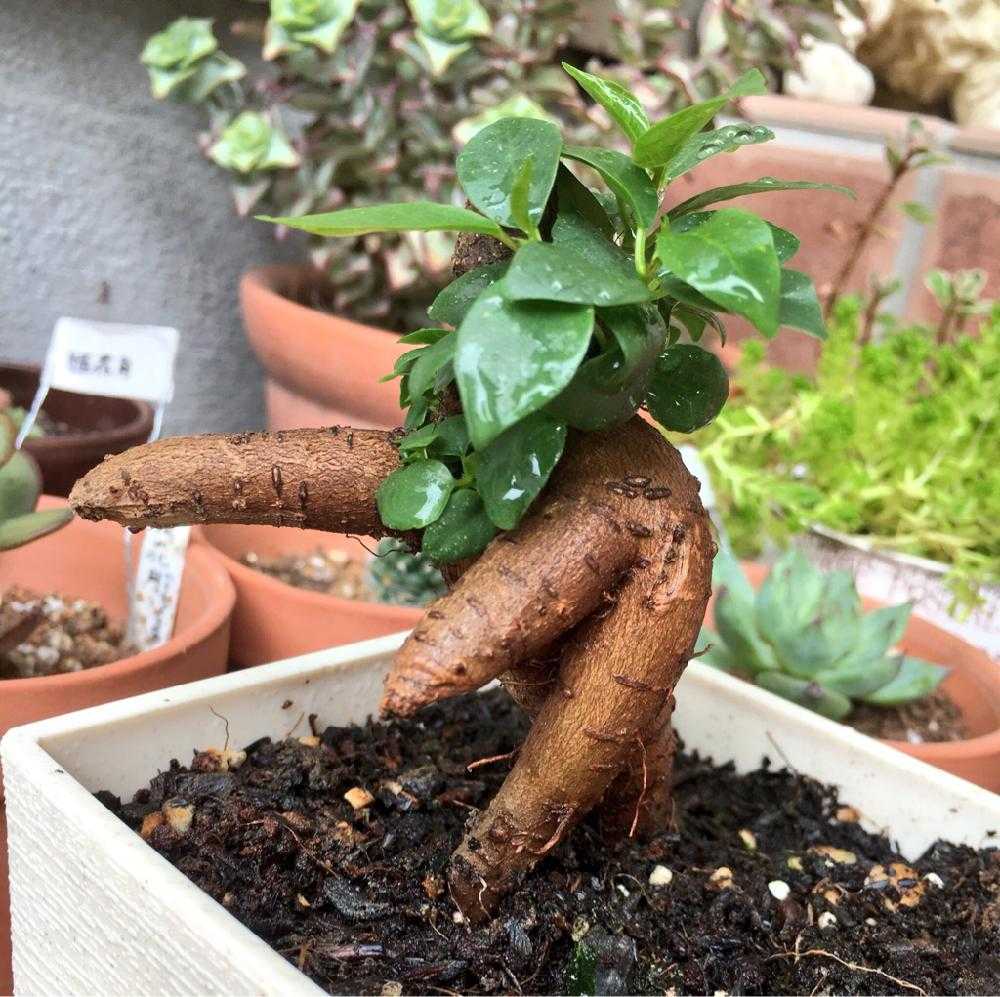 ガジュマルの復活記録 Greensnap グリーンスナップ