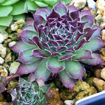 センペルリストnの投稿画像一覧 Greensnap グリーンスナップ