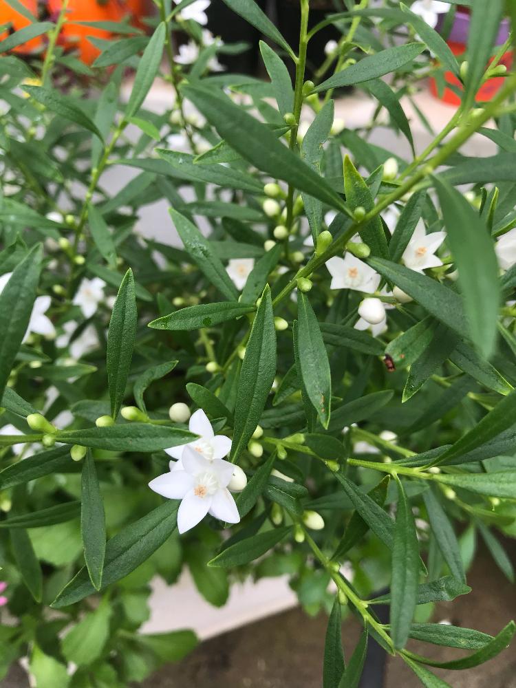サザンクロスの投稿画像 By たえさん アプローチとサザンクロス 白ときれいと植中毒と小さい花と花のある暮らしとかわいい とサザンクロス 白 ときれいと植中毒と小さい花と花のある暮らしとかわいい 17月10月10日 Greensnap グリーンスナップ Greensnap
