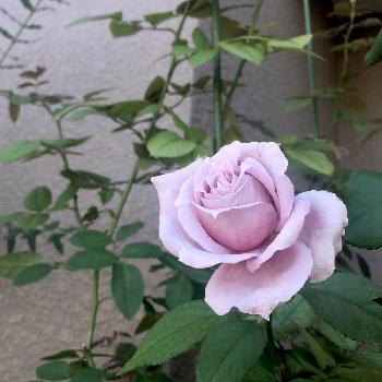 薔薇を愛でるの画像 by ビアンコさん | 玄関とノヴァーリスと嬉しいといい匂いとバラ 鉢植えと美しいとバラを楽しむと薔薇を愛でると咲いた！