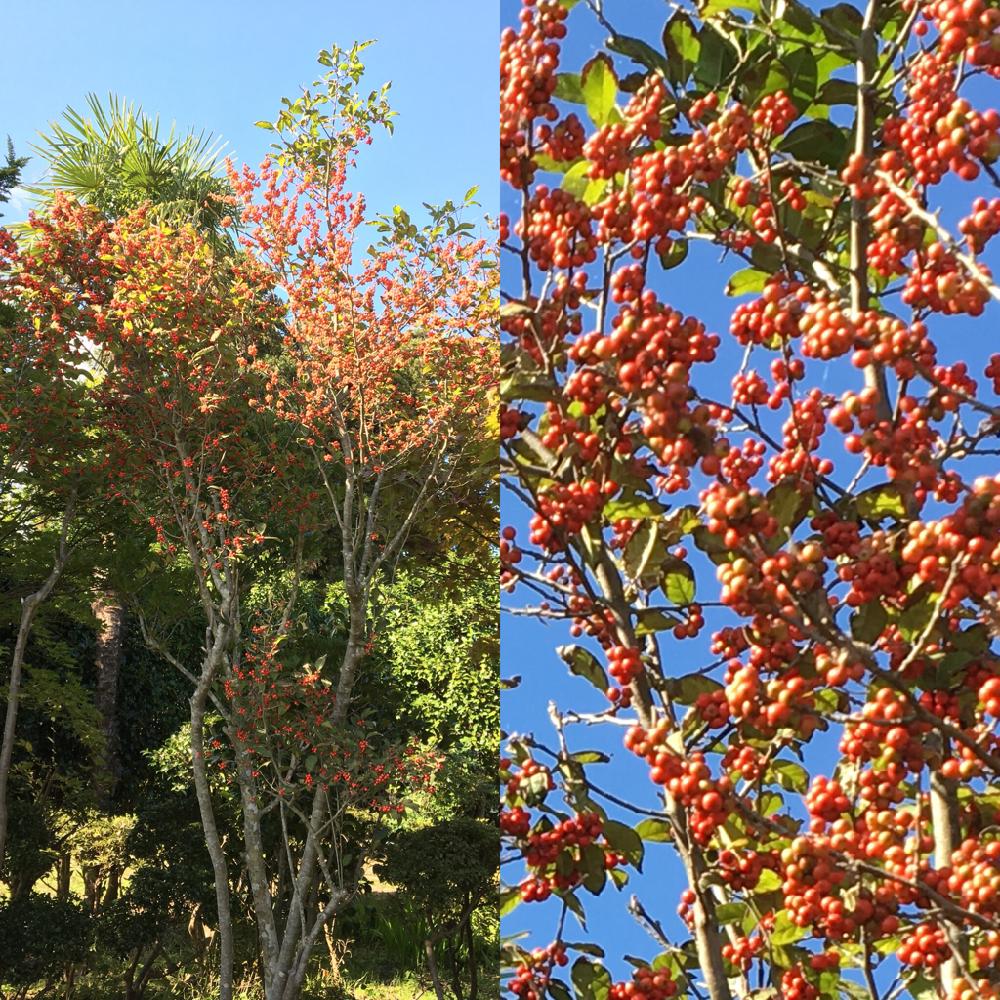 ウメモドキの投稿画像 By Toyoさん 広い庭と庭の木とこの木なんの木気になる木と庭の木とこの木なんの木気になる木 17月10月10日 Greensnap グリーンスナップ Greensnap グリーンスナップ