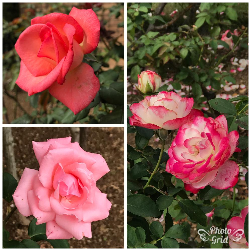 お出かけ先の投稿画像 By ライラさん はままつフラワーパークと薔薇 とバラ ミニバラとはままつフラワーパークと薔薇 とバラ ミニバラ 17月10月10日 Greensnap グリーンスナップ Greensnap グリーンスナップ