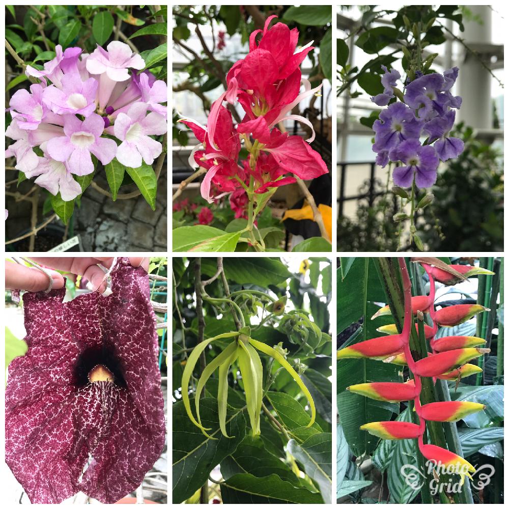 はままつフラワーパークの投稿画像 By ライラさん 温室と温室の花とニンニクカズラ とイランイランノキ属とアリストロキアの仲間とアリストロキア属とヘリコニア属 17月10月10日 Greensnap グリーンスナップ はままつフラワーパークの投稿画像 By ライラさん 温室と温室の花とニンニクカズラ とイランイランノキ属とアリストロキアの仲間とアリストロキア属とヘリコニア属 17月10月10日 Greensnap グリーンスナップ