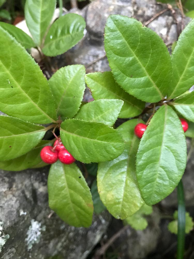ヤブコウジの投稿画像 By ゆきりんさん 花のある暮らしと自然の中でと秋だね と赤い実が可愛い 17月10月10日 Greensnap グリーンスナップ