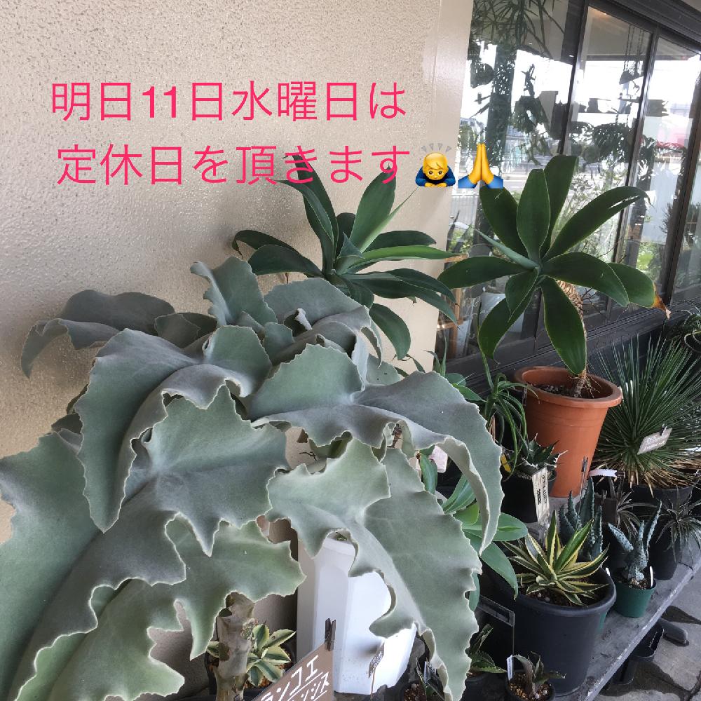 カランコエ ベハレンシスの投稿画像 By Hanabisouさん アガベアテナータと植物のある暮らしと植物だいすきと植物と店頭販売と植中毒とカランコエ属 ベハレンシスとhanabisouと半田市花屋と販売中とカランコエ属とgreenとアガベ アテナータ とアガベ属 17月10月10日