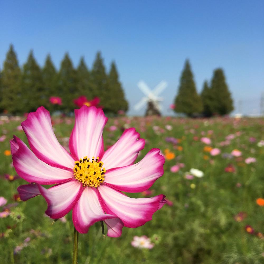 コスモスの投稿画像 By ミコノスさん あけぼの山農業公園とコスモス畑といやされる 2017月10月10 日 Greensnap グリーンスナップ