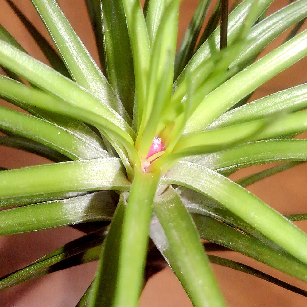 エアープランツの投稿画像 By Tetsuoさん チランジアとトリコロール メラノクラテルと着生植物とティランジア属と今日の一枚と成長記録とエアプランツ 17月10月10日 Greensnap グリーンスナップ