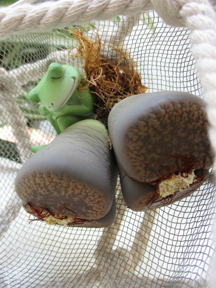 greensnap グリーンスナップ