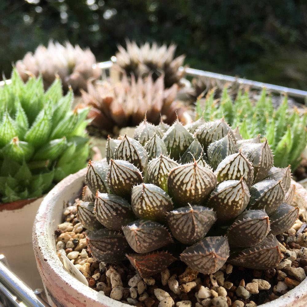 ミラーボールの投稿画像 By Kotomouさん ハオルチアと小さな庭と多肉植物とハオルチア属と植中毒とハオルシア属 と多肉女子とタニラーと珍奇植物とビザールプランツと多肉植物とハオルチア属と植中毒とハオルシア属 と多肉女子とタニラーと珍奇植物とビザールプランツ